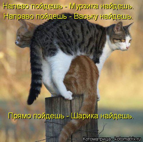 Котоматрица: Налево пойдешь - Мурзика найдешь. Направо пойдешь - Ваську найдешь. Прямо пойдешь - Шарика найдешь.