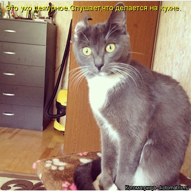 Это ухо дежурное.Слушает,что делается на кухне.... Котоматрица: Это ухо дежурное.Слушает,что делается на кухне.