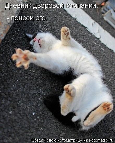 Котоматрица: Дневник дворовой компании: - понеси его.