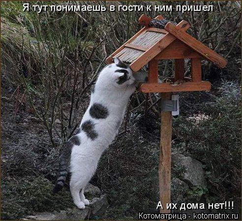 Я тут понимаешь в гости к ним пришел А их дома нет!!!... Котоматрица: Я тут понимаешь в гости к ним пришел А их дома нет!!!