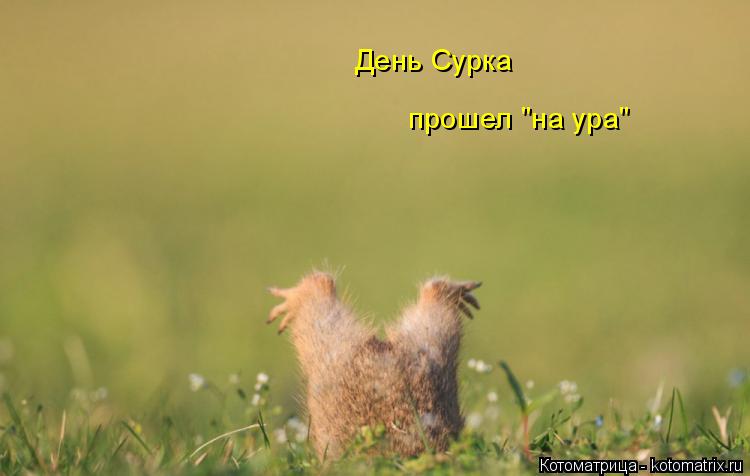 День Сурка прошел "на ура"... Котоматрица: День Сурка прошел "на ура"