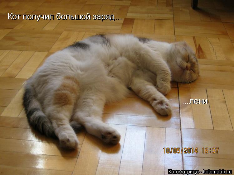 Кот получил большой заряд... ...лени... Котоматрица: Кот получил большой заряд... ...лени