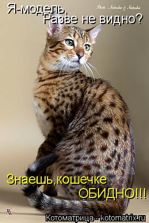Я-модель, Разве не видно? Знаешь,кошечке ОБИДНО!!!... Котоматрица: Я-модель, Разве не видно? Знаешь,кошечке ОБИДНО!!!