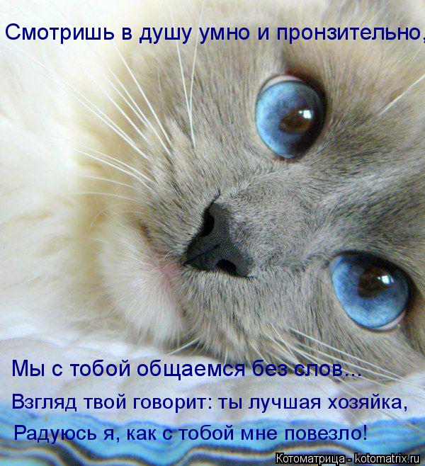 Смотришь в душу умно и пронзительно, Мы с тобой общаемся без слов... Взгляд твой говорит: ты лучшая х... Котоматрица: Смотришь в душу умно и пронзительно, Мы с тобой общаемся без слов... Взгляд твой говорит: ты лучшая хозяйка, Радуюсь я, как с тобой мне повезло