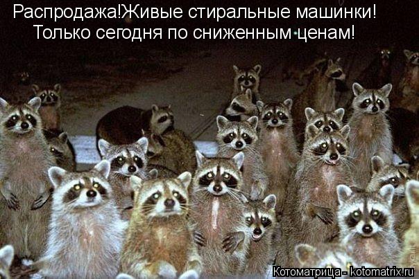 Распродажа!Живые стиральные машинки! Только сегодня по сниженным ценам!... Котоматрица: Распродажа!Живые стиральные машинки! Только сегодня по сниженным ценам!