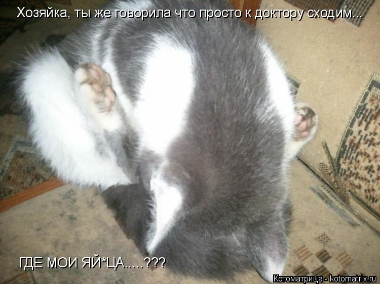 Хозяйка, ты же говорила что просто к доктору сходим... ГДЕ МОИ ЯЙ*ЦА.....???... Котоматрица: Хозяйка, ты же говорила что просто к доктору сходим... ГДЕ МОИ ЯЙ*ЦА.....???