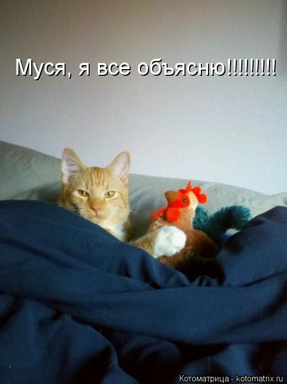 Муся, я все объясню!!!!!!!!!... Котоматрица: Муся, я все объясню!!!!!!!!!