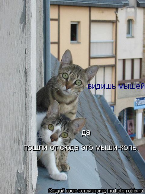 видишь мышей да пошли от сюда это мыши-копы... Котоматрица: видишь мышей да пошли от сюда это мыши-копы