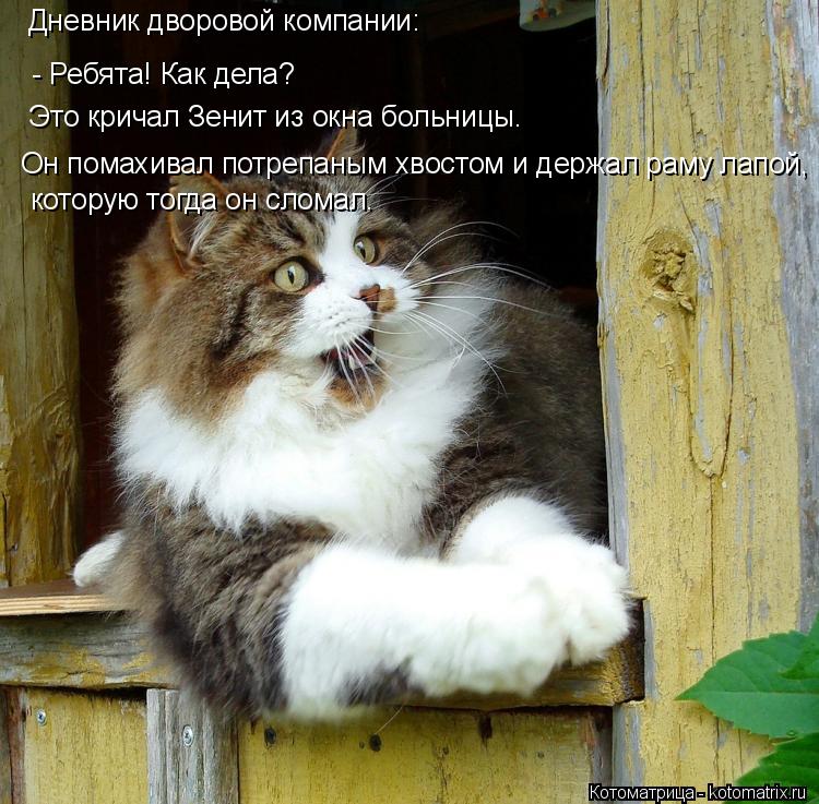 Дневник дворовой компании: - Ребята! Как дела? Это кричал Зенит из окна больницы. Он помахивал потреп... Котоматрица: Дневник дворовой компании: - Ребята! Как дела? Это кричал Зенит из окна больницы. Он помахивал потрепаным хвостом и держал раму лапой, котору
