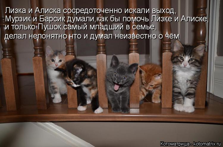 Лизка и Алиска сосредоточенно искали выход, Мурзик и Барсик думали,как бы помочь Лизке и Алиске, и то... Котоматрица: Лизка и Алиска сосредоточенно искали выход, Мурзик и Барсик думали,как бы помочь Лизке и Алиске, и только Пушок,самый младший в семье, делал