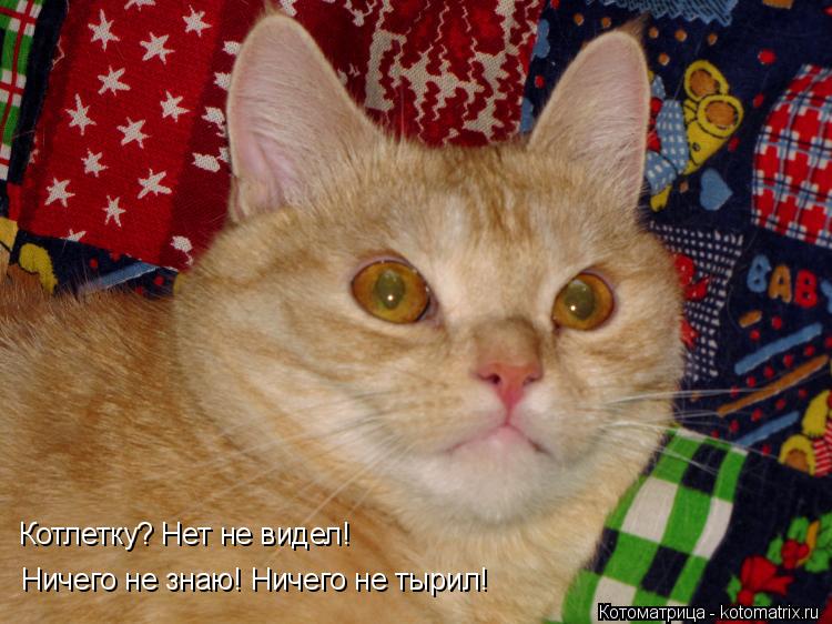 Котлетку? Нет не видел! Ничего не знаю! Ничего не тырил!... Котоматрица: Котлетку? Нет не видел! Ничего не знаю! Ничего не тырил!