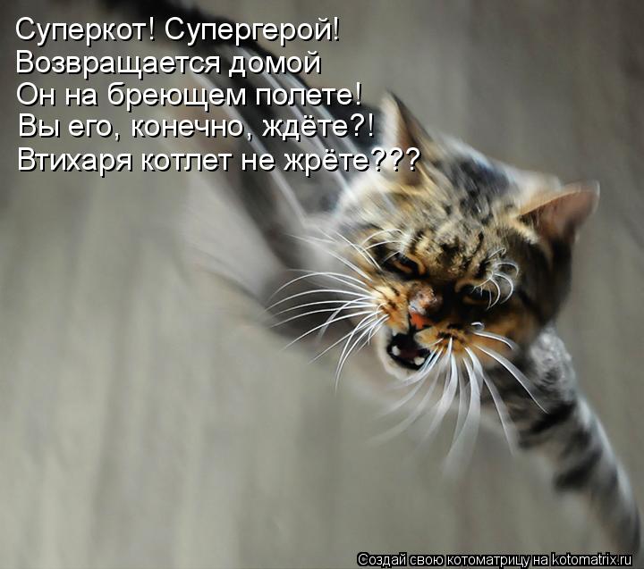 Суперкот! Супергерой! Возвращается домой Он на бреющем полете! Вы его, конечно, ждёте?! Втихаря котле... Котоматрица: Суперкот! Супергерой! Возвращается домой Он на бреющем полете! Вы его, конечно, ждёте?! Втихаря котлет не жрёте???