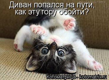 Диван попался на пути, как эту гору обойти?... Котоматрица: Диван попался на пути, как эту гору обойти?