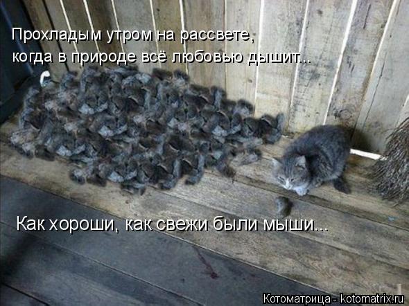 Котоматрица: Прохладым утром на рассвете, когда в природе всё любовью дышит... Как хороши, как свежи были мыши...