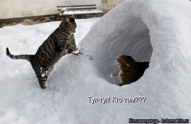 Тук-тук! Кто там???... Котоматрица: Тук-тук! Кто там???