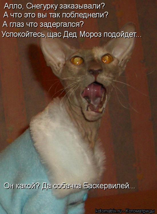 Алло, Снегурку заказывали? А что это вы так побледнели? А глаз что задергался? Успокойтесь,щас Дед... Котоматрица: Алло, Снегурку заказывали? А что это вы так побледнели? А глаз что задергался? Успокойтесь,щас Дед Мороз подойдет... Он какой? Да собачка Бас