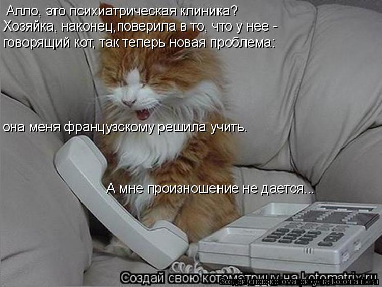 Алло, это психиатрическая клиника? Хозяйка, наконец,поверила в то, что у нее - говорящий кот, так т... Котоматрица: Алло, это психиатрическая клиника? Хозяйка, наконец,поверила в то, что у нее - говорящий кот, так теперь новая проблема: она меня французско