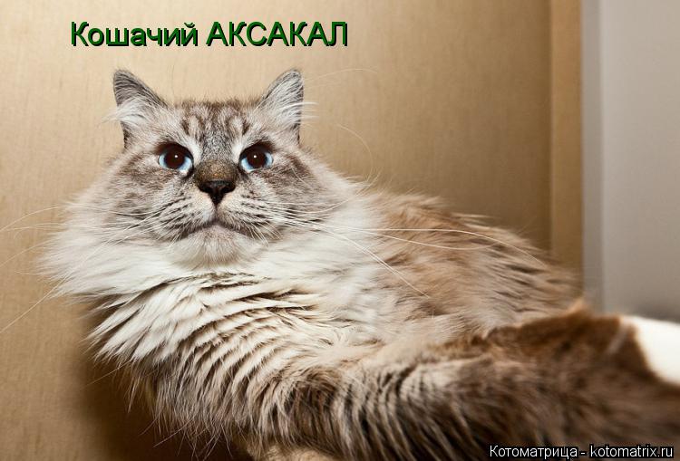 Кошачий АКСАКАЛ... Котоматрица: Кошачий АКСАКАЛ