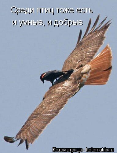 Среди птиц тоже есть и умные, и добрые... Котоматрица: Среди птиц тоже есть и умные, и добрые