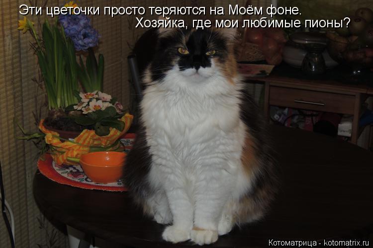 Эти цветочки просто теряются на Моём фоне. Хозяйка, где мои любимые пионы?... Котоматрица: Эти цветочки просто теряются на Моём фоне. Хозяйка, где мои любимые пионы?