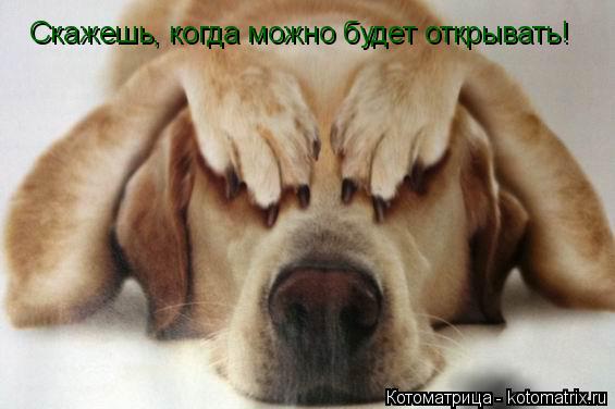 Скажешь, когда можно будет открывать!... Котоматрица: Скажешь, когда можно будет открывать!