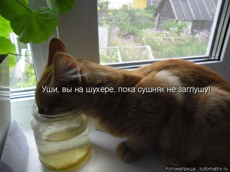 Уши, вы на шухере, пока сушняк не заглушу!... Котоматрица: Уши, вы на шухере, пока сушняк не заглушу!