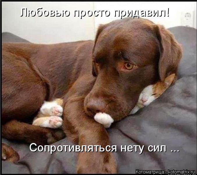 Котоматрица: Любовью просто придавил! Сопротивляться нету сил ...