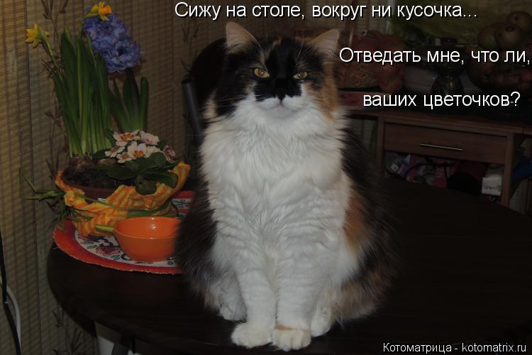 Сижу на столе, вокруг ни кусочка... Отведать мне, что ли, Сижу на столе, вокруг ни кусочка... ваших... Котоматрица: Сижу на столе, вокруг ни кусочка... Отведать мне, что ли, Сижу на столе, вокруг ни кусочка... ваших цветочков?