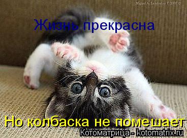 Жизнь прекрасна Но колбаска не помешает... Котоматрица: Жизнь прекрасна Но колбаска не помешает