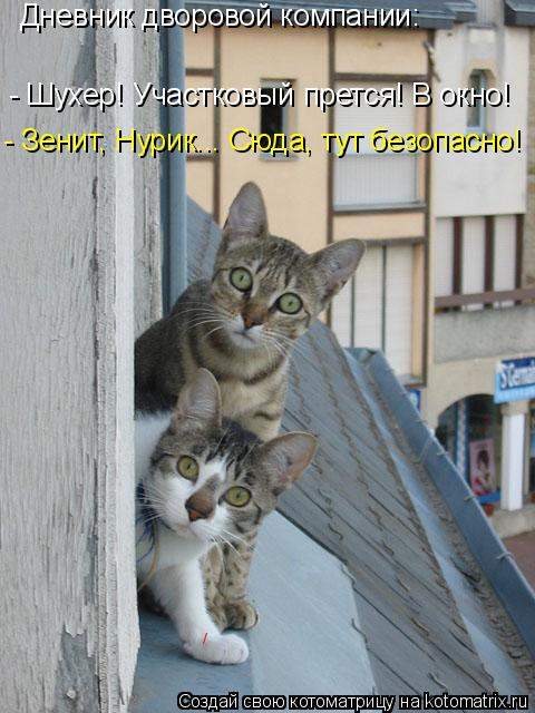 Котоматрица: / Дневник дворовой компании: - Шухер! Участковый прется! В окно! - Зенит, Нурик... Сюда, тут безопасно!