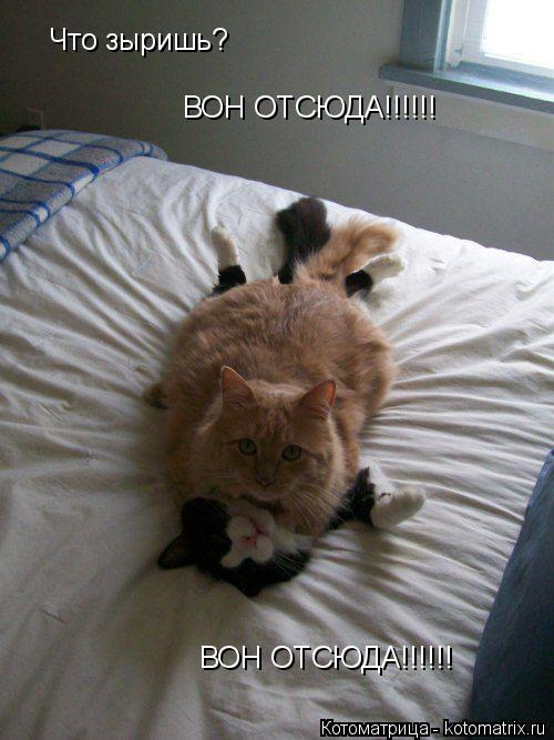 Что зыришь? ВОН ОТСЮДА!!!!!! ВОН ОТСЮДА!!!!!!... Котоматрица: Что зыришь? ВОН ОТСЮДА!!!!!! ВОН ОТСЮДА!!!!!!