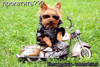 прокатить???... Котоматрица: прокатить???