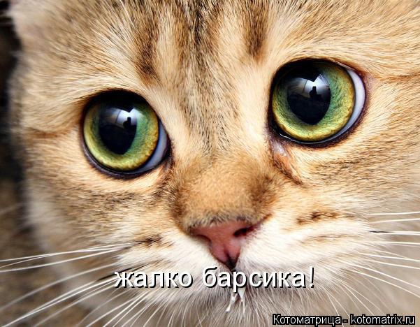 жалко барсика!... Котоматрица: жалко барсика!