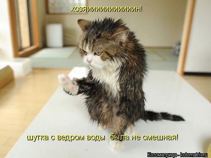 Котоматрица: хозяииииииииииин! шутка с ведром воды  была не смешная!