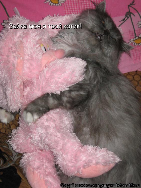 Зайка моя,я твой котик!... Котоматрица: Зайка моя,я твой котик!