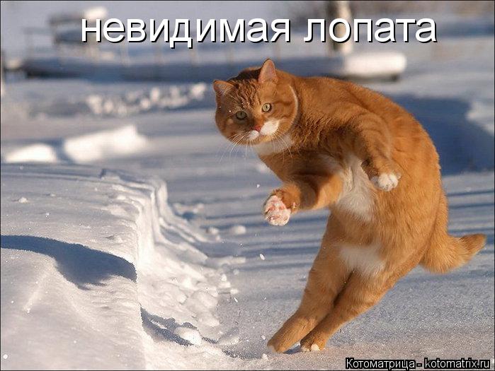 невидимая лопата... Котоматрица: невидимая лопата
