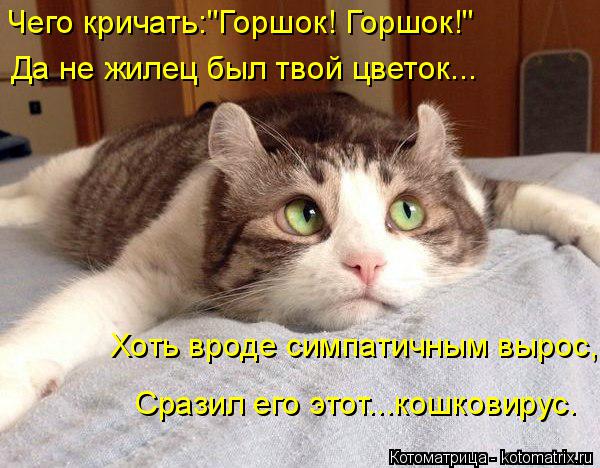 Котоматрица: Чего кричать:"Горшок! Горшок!" Да не жилец был твой цветок... Хоть вроде симпатичным вырос, Сразил его этот...кошковирус.