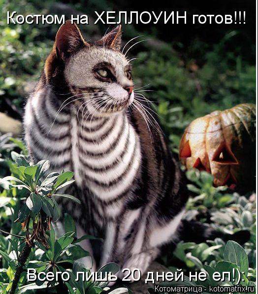 Костюм на ХЕЛЛОУИН готов!!! Всего лишь 20 дней не ел!):... Котоматрица: Костюм на ХЕЛЛОУИН готов!!! Всего лишь 20 дней не ел!):