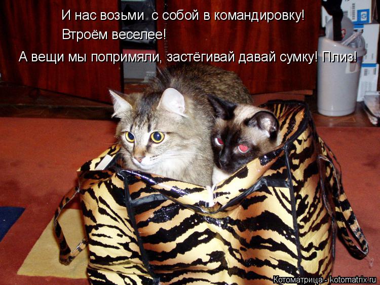 И нас возьми с собой в командировку! Втроём веселее! А вещи мы попримяли, застёгивай давай сумку! Пл... Котоматрица: И нас возьми с собой в командировку! Втроём веселее! А вещи мы попримяли, застёгивай давай сумку! Плиз!