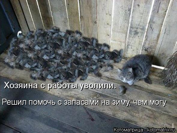 Решил помочь с запасами на зиму, чем могу. Хозяина с работы уволили.... Котоматрица: Решил помочь с запасами на зиму, чем могу. Хозяина с работы уволили.