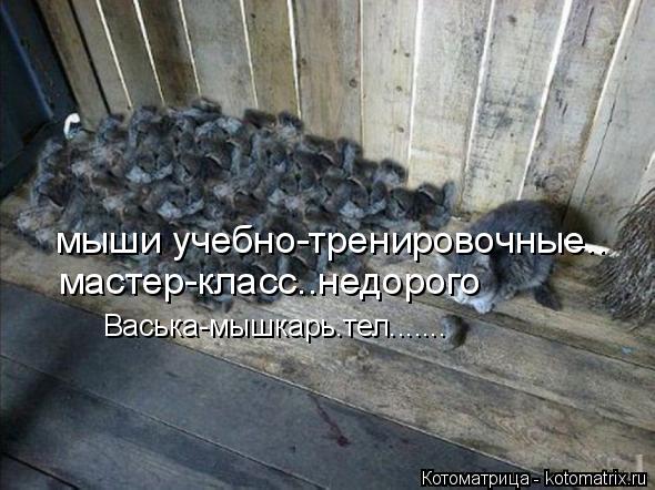 мыши учебно-тренировочные.. мастер-класс..недорого Васька-мышкарь.тел.......... Котоматрица: мыши учебно-тренировочные.. мастер-класс..недорого Васька-мышкарь.тел.......