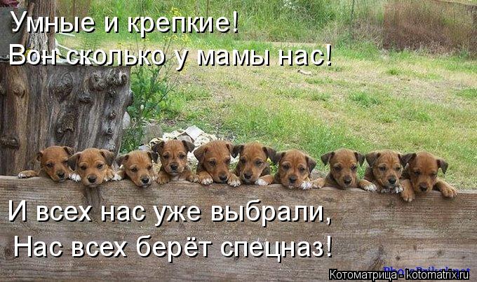 Умные и крепкие! Вон сколько у мамы нас! И всех нас уже выбрали, Нас всех берёт спецназ!... Котоматрица: Умные и крепкие! Вон сколько у мамы нас! И всех нас уже выбрали, Нас всех берёт спецназ!