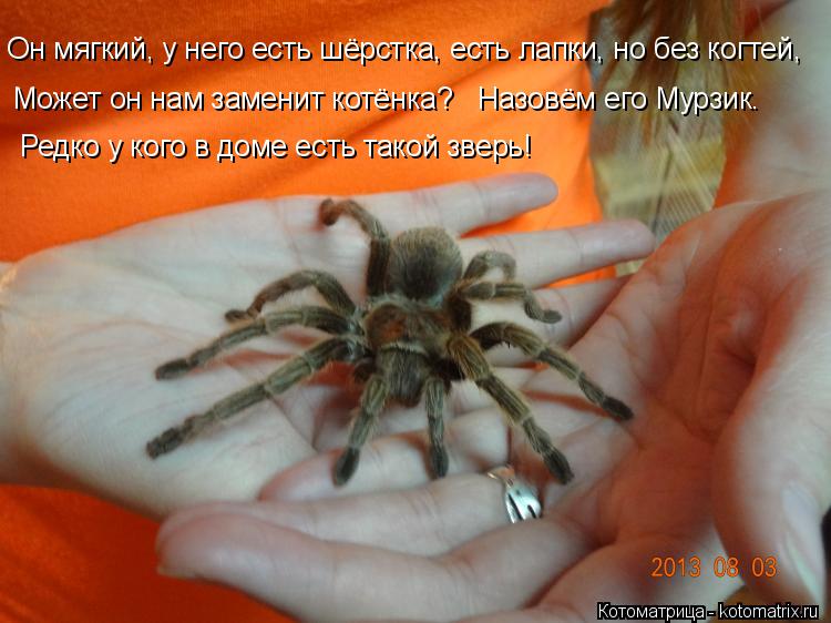 Он мягкий, у него есть шёрстка, есть лапки, но без когтей, Может он нам заменит котёнка? Назовём его ... Котоматрица: Он мягкий, у него есть шёрстка, есть лапки, но без когтей, Может он нам заменит котёнка? Назовём его Мурзик. Редко у кого в доме есть такой зве