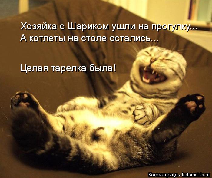 Хозяйка с Шариком ушли на прогулку... А котлеты на столе остались... Целая тарелка была!... Котоматрица: Хозяйка с Шариком ушли на прогулку... А котлеты на столе остались... Целая тарелка была!