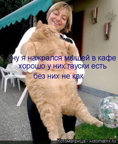 ну я нажрался мышей в кафе хорошо у них гауски есть без них не как... Котоматрица: ну я нажрался мышей в кафе хорошо у них гауски есть без них не как