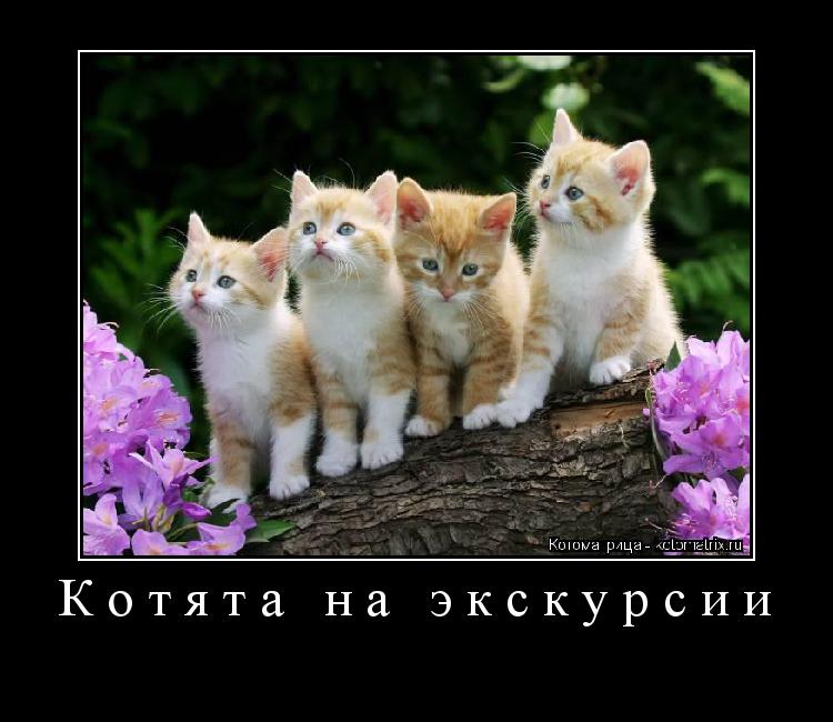 Котоматрица: Котята на экскурсии 