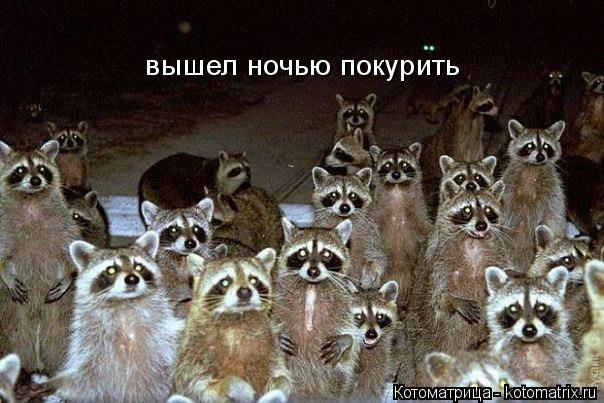 Котоматрица: вышел ночью покурить