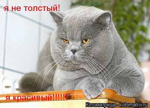 Котоматрица: я не толстый! я красивый!!!!!!