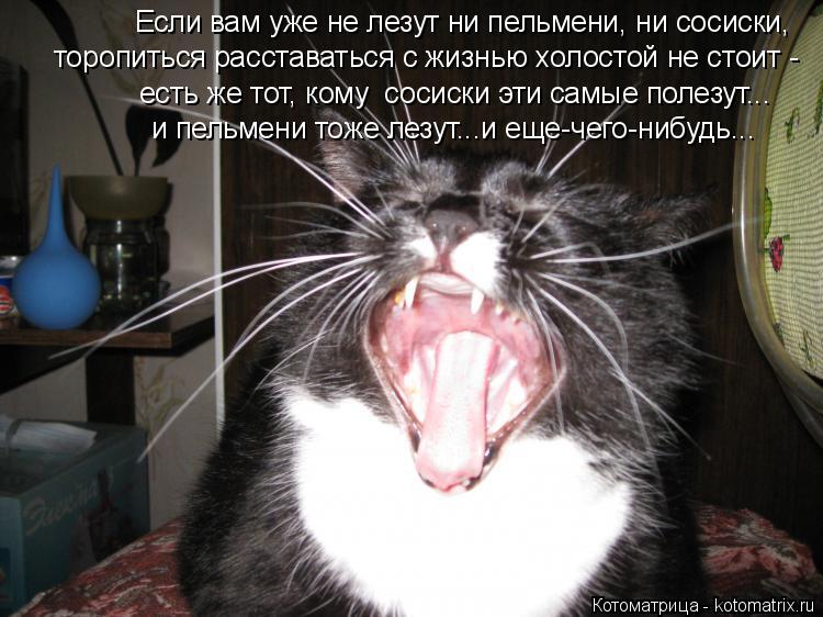 Котоматрица: Если вам уже не лезут ни пельмени, ни сосиски,  торопиться расставаться с жизнью холостой не стоит - есть же тот, кому  сосиски эти самые поле