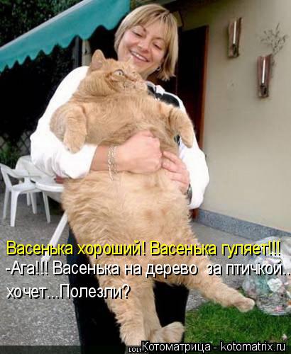 Котоматрица: Васенька хороший! Васенька гуляет!!! -Ага!!! Васенька на дерево  за птичкой..  хочет...Полезли?